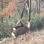 山が山でなくなる日